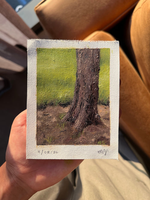 Arbol del parque
