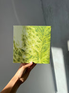 Hoja de Julieta