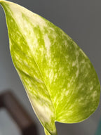 Hoja de Julieta