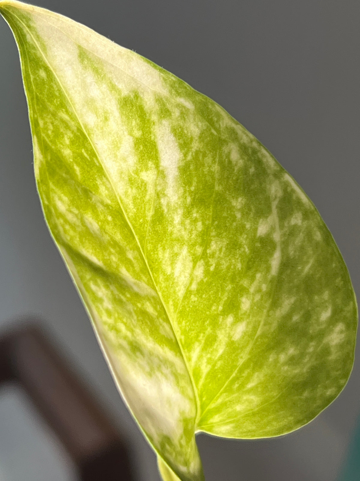 Hoja de Julieta